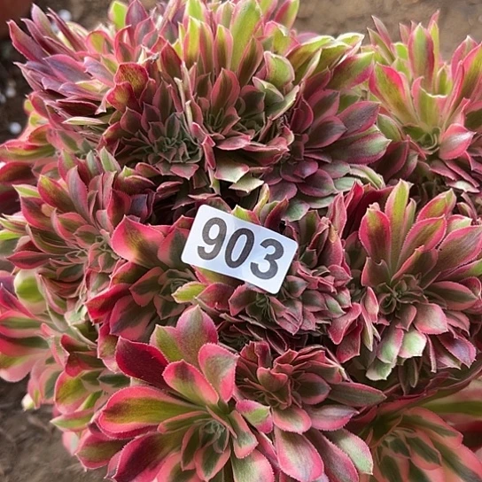 唯***3多肉植物一个女巫