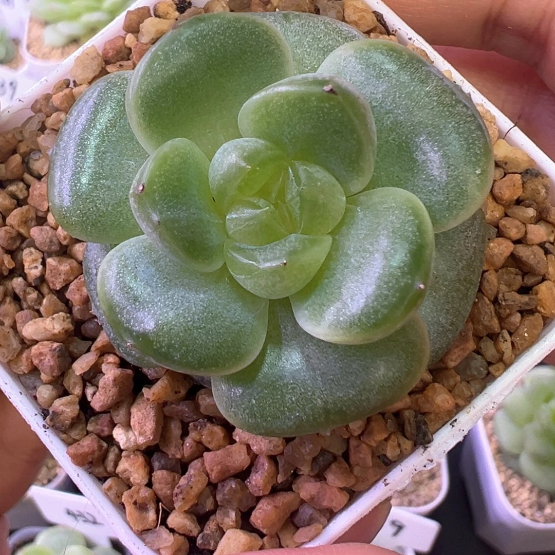 829号晗晗软糖晗雨多肉植物