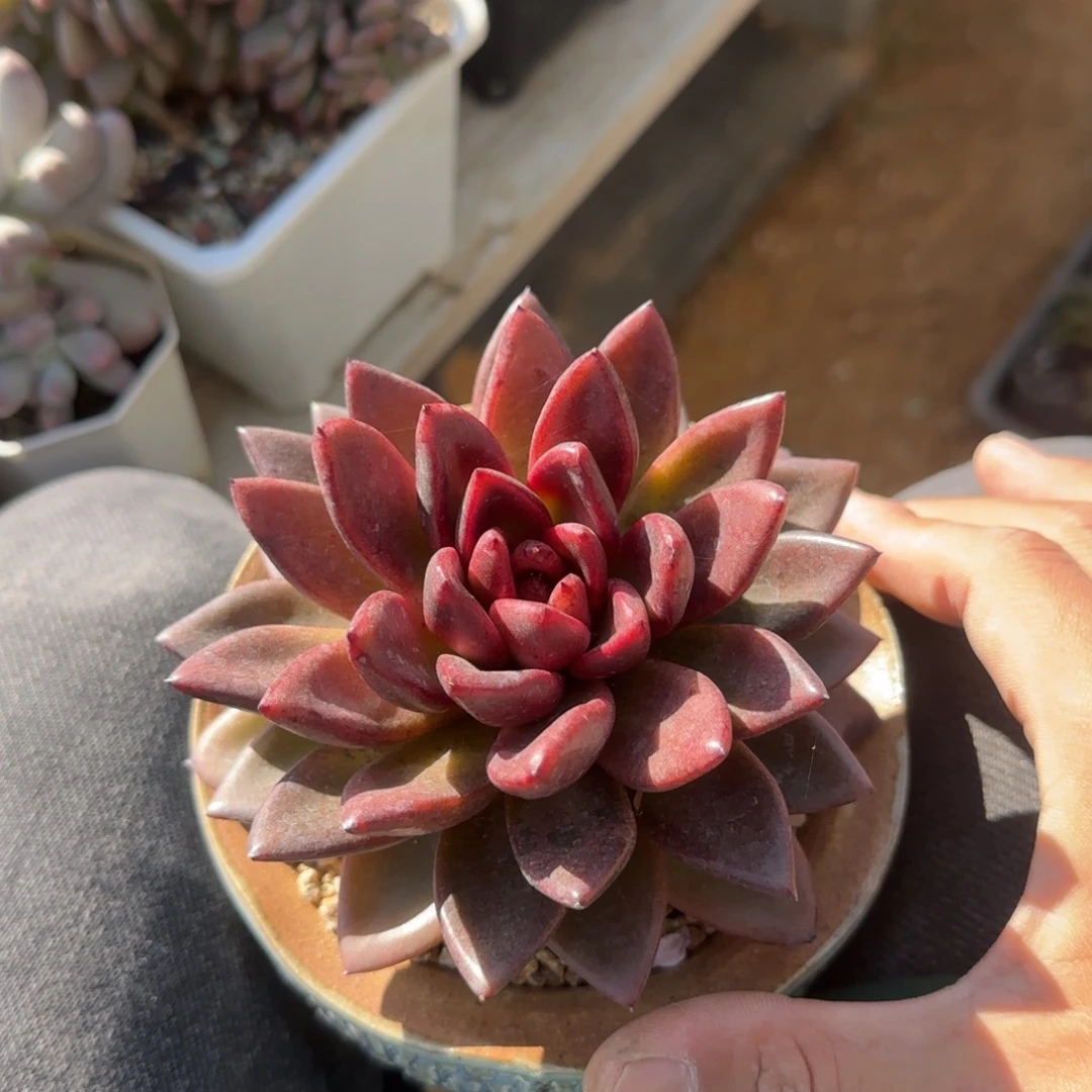 丰沛玫瑰五十包邮