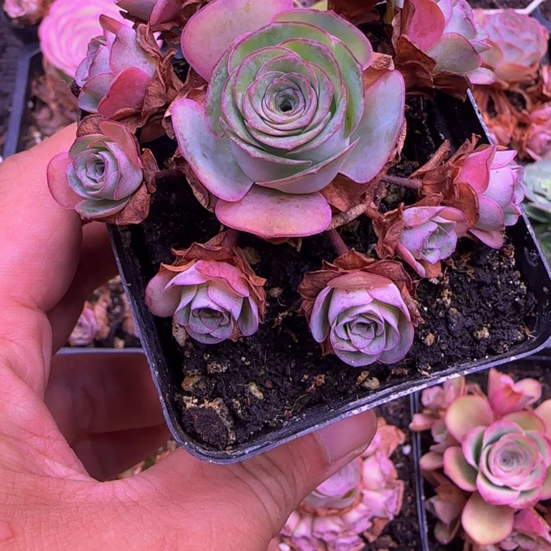 捧花1434246767676