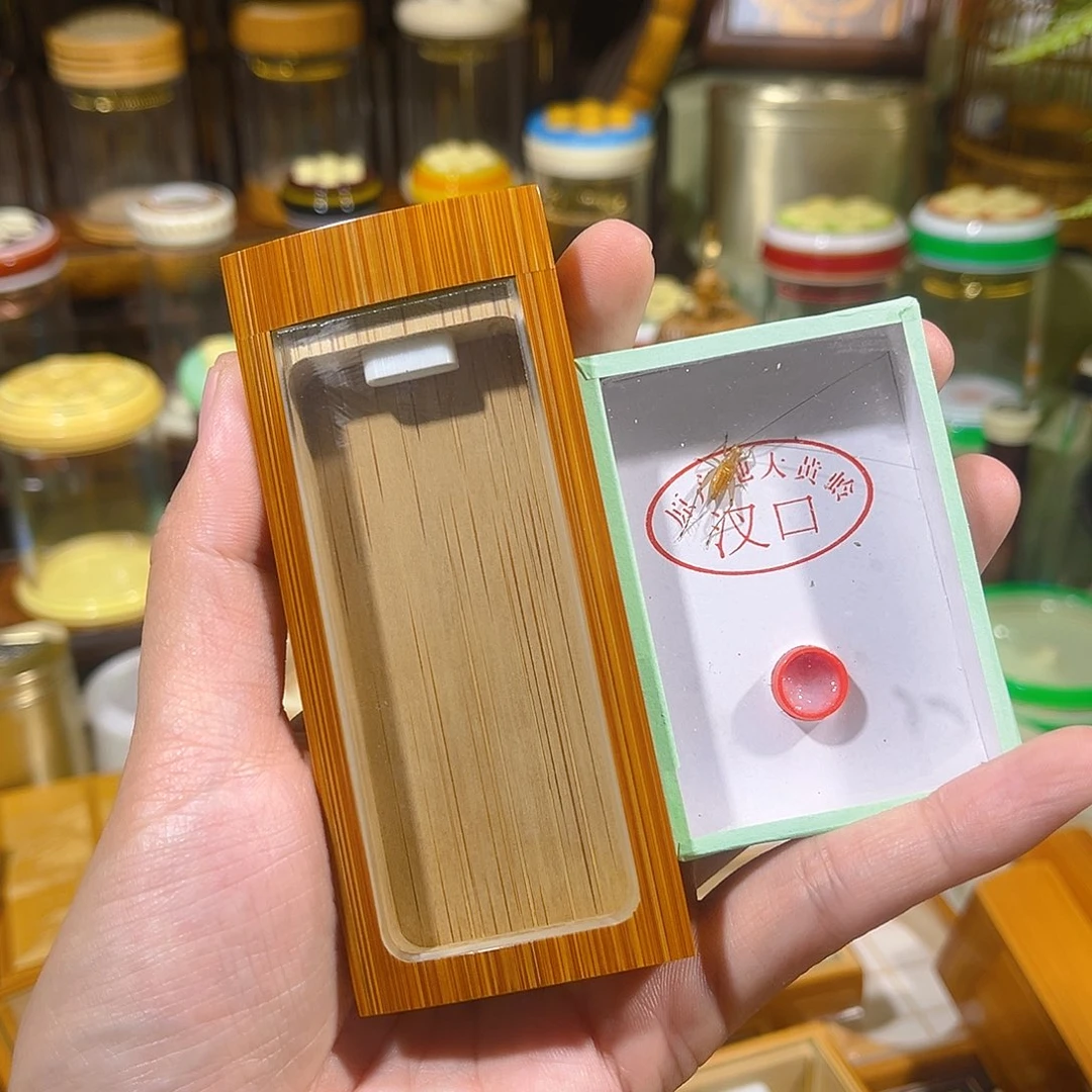 蟋蟀整挖黄蛉盒+大黄蛉