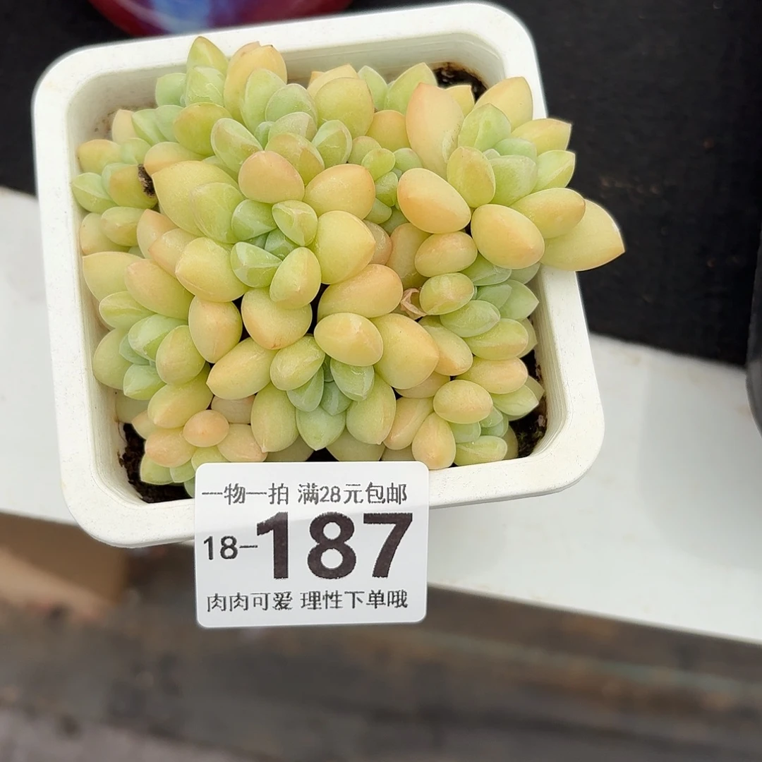 泡泡糖无盆土发货