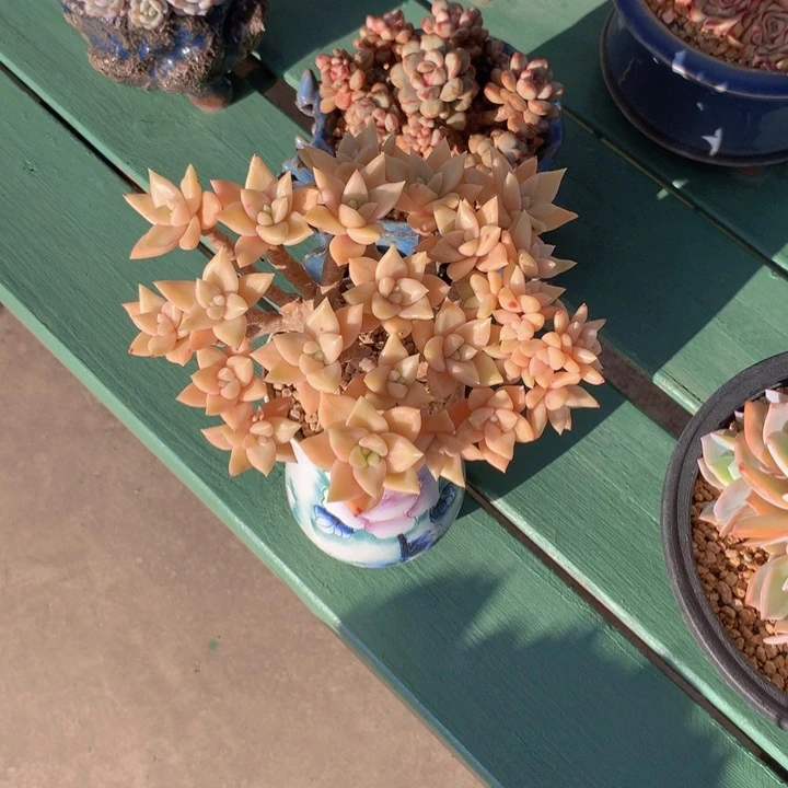 小*子表里纳自然老庄朵朵