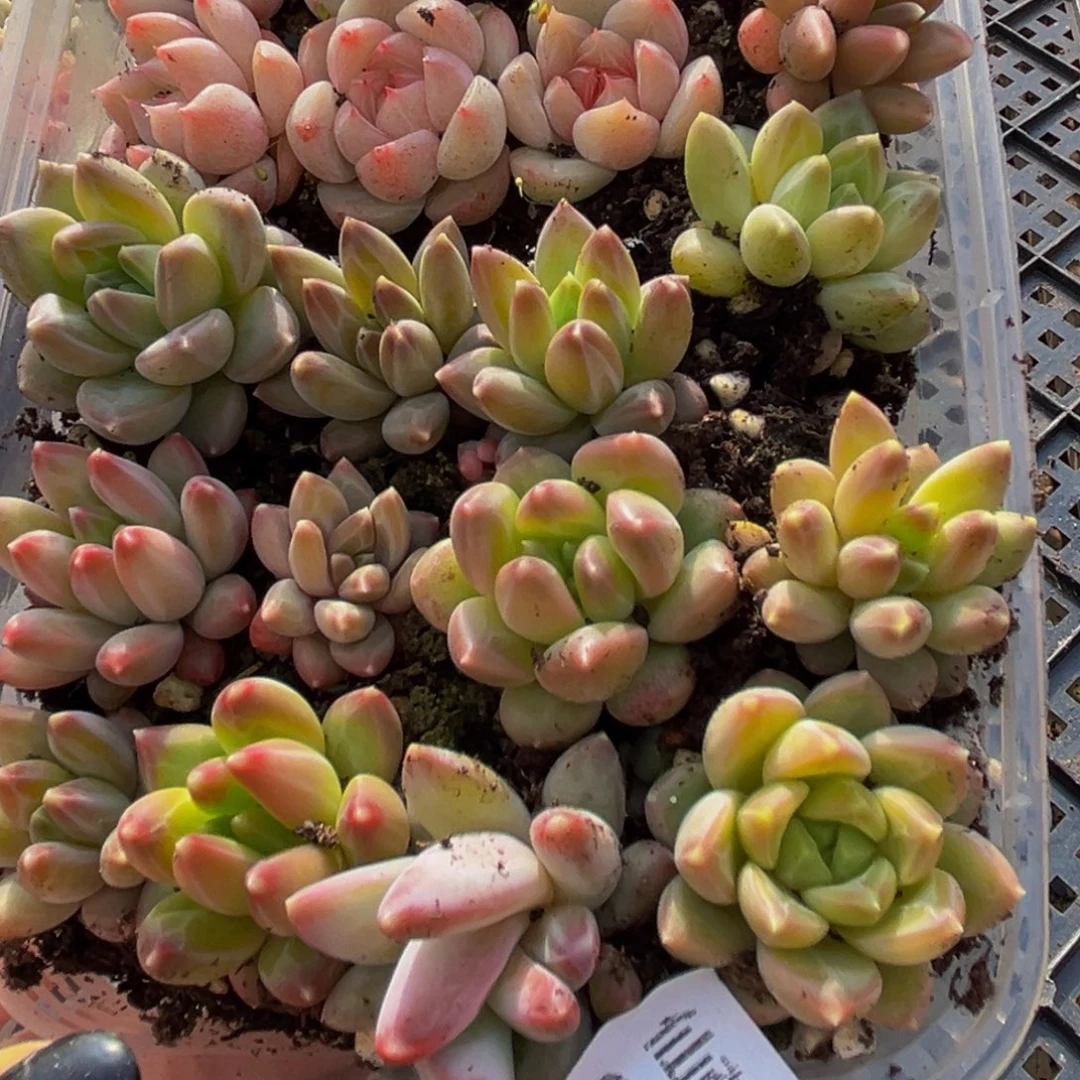 688多肉葡萄的品种越来越