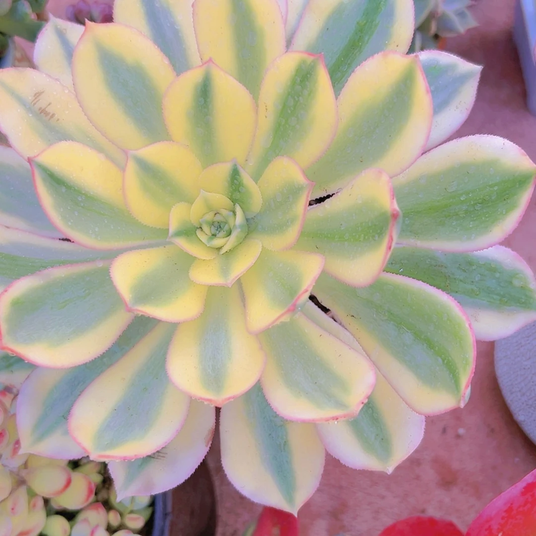 【闪购商品】灿烂多肉