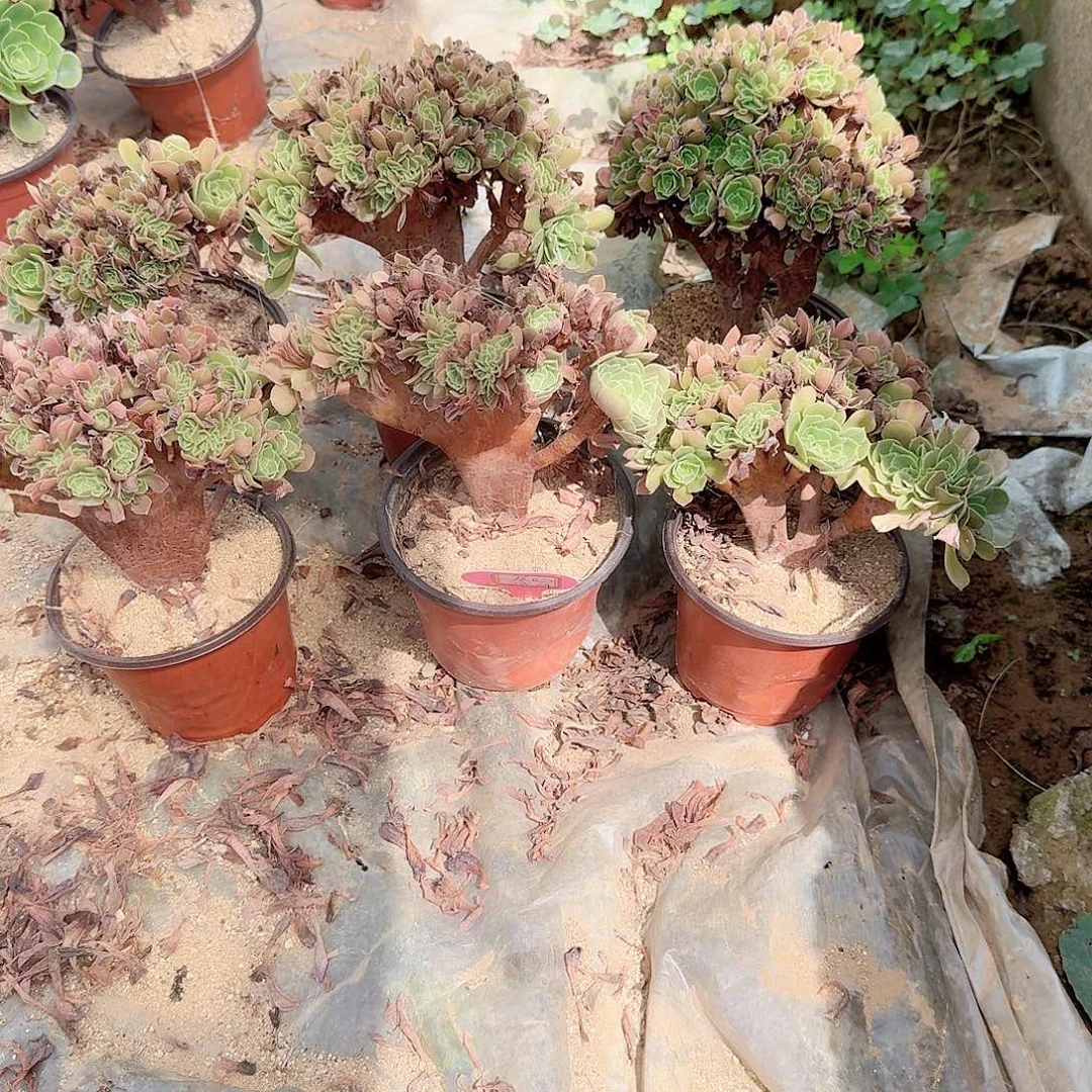 用***2火玫瑰朵朵共6颗呀呀