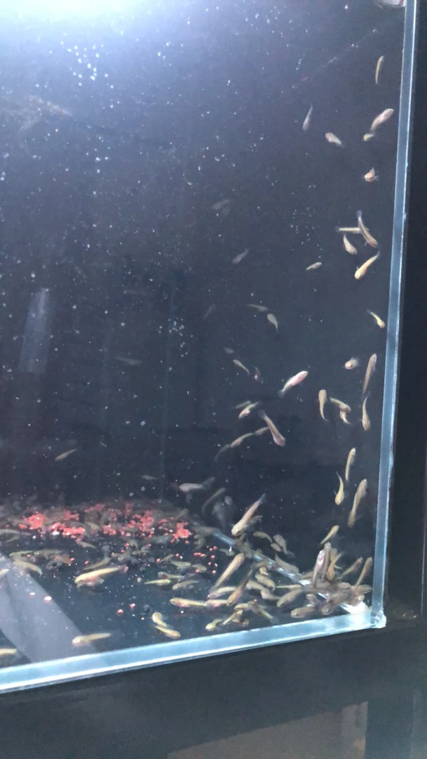 鬼王 雷龙鱼 中型雷龙鱼 不包损1-2公分