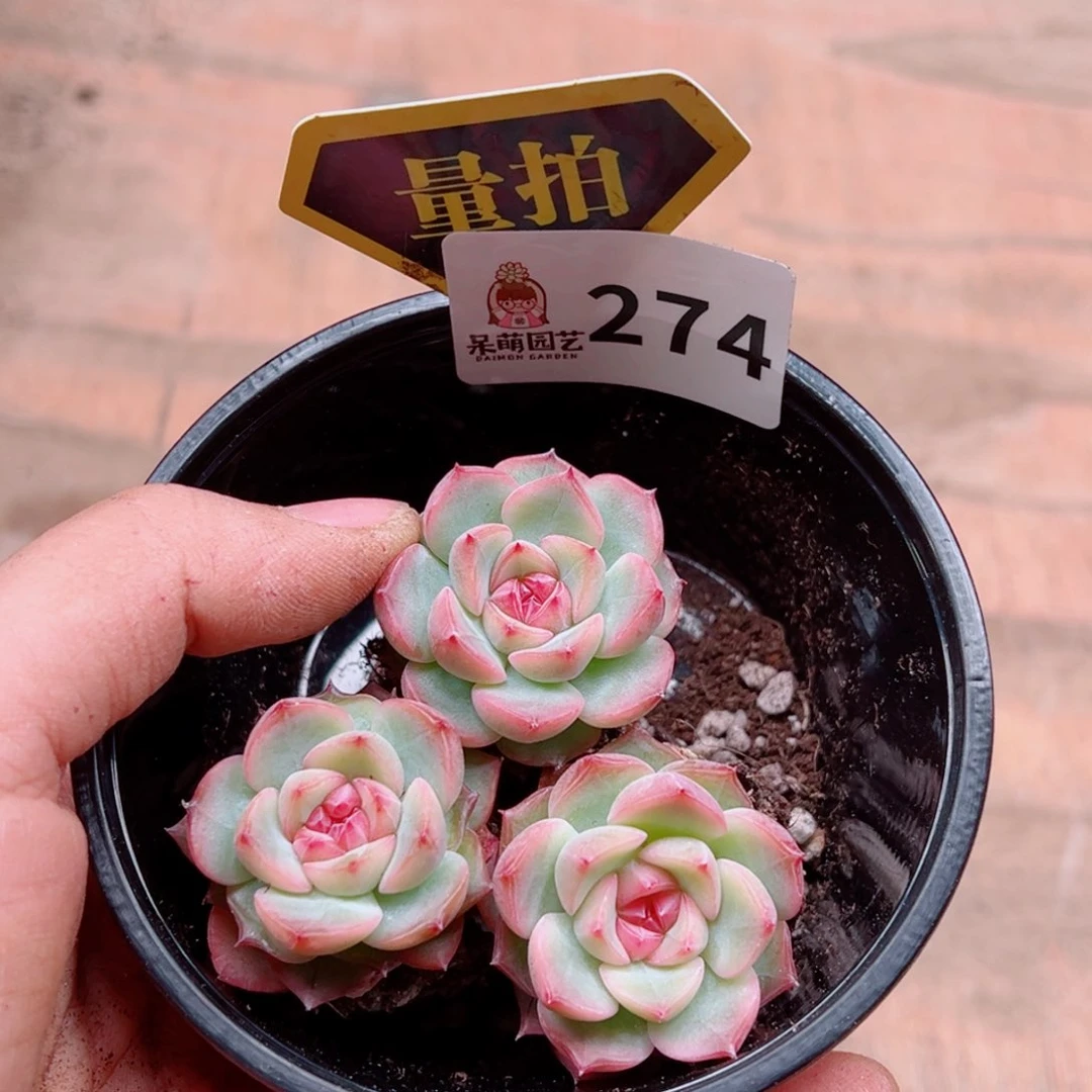 多肉植物多肉植物