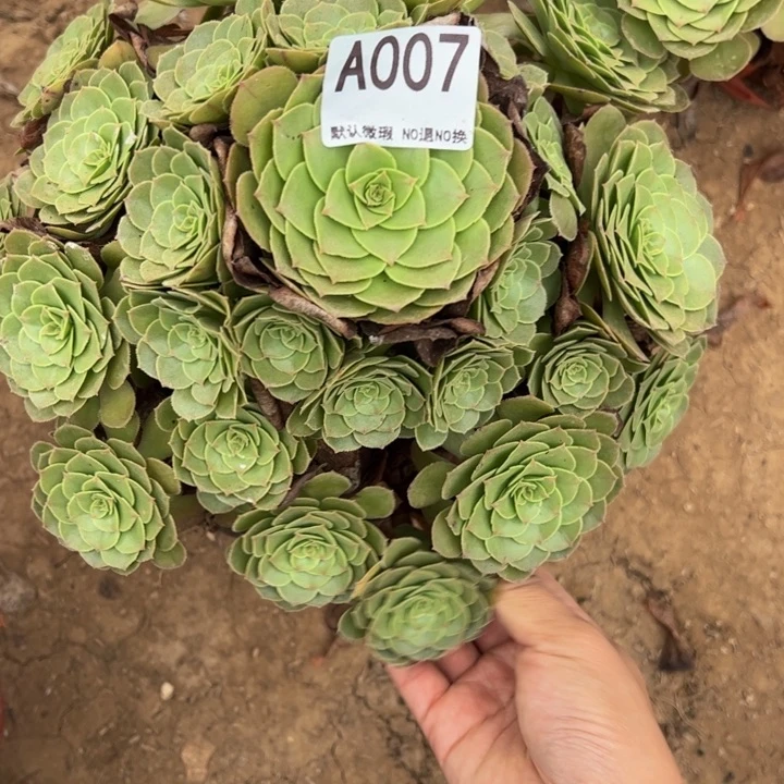 万圣节多肉植物007.