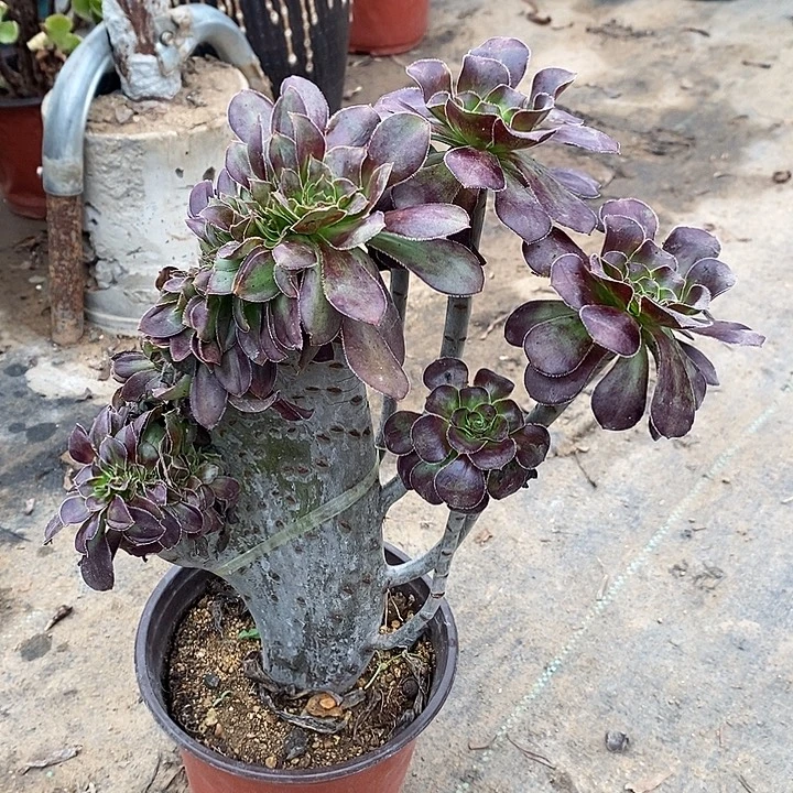 圆叶海马缀58多肉植物法师法师法师法师