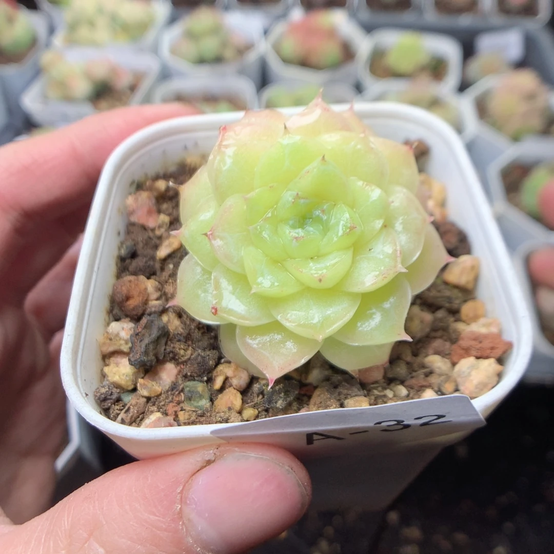 无花朵A32yyyyyyyy