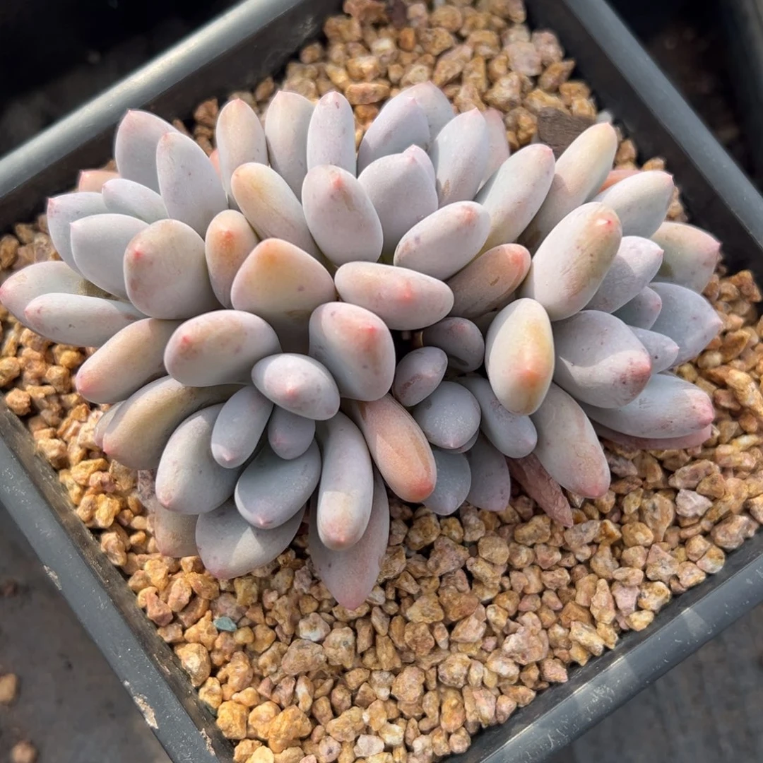 1214278 三明治美人群生胖体