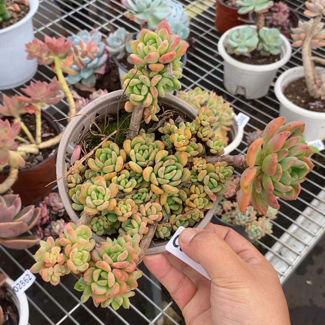2864芬达一物一拍