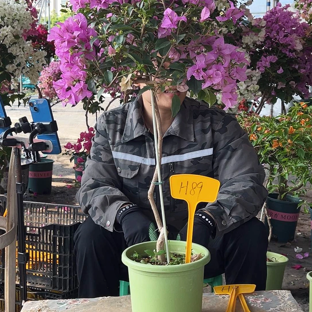 小***点大部分花苞少量开放H89巴西紫