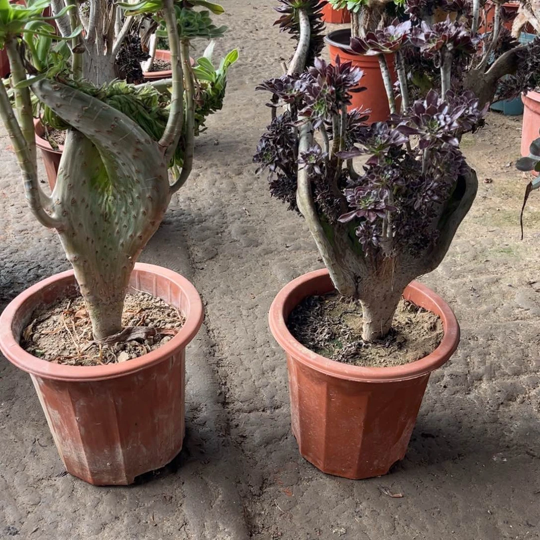 履职鲜花，绿植一物一拍