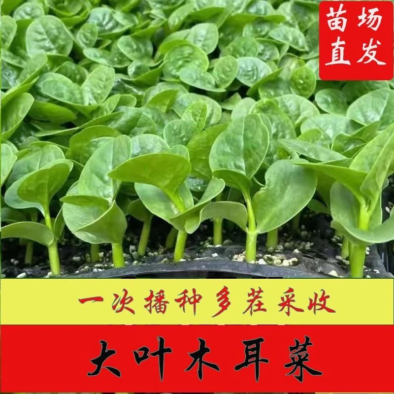 耐热大叶木耳菜种子木耳菜苗耐高温高湿春夏四季家庭阳台盆栽种籽