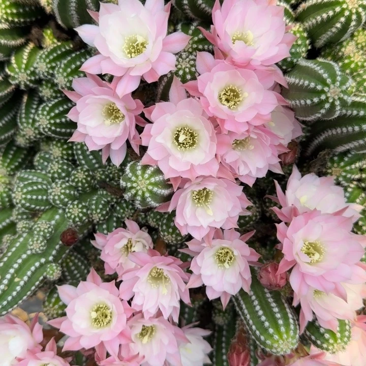 白檀仙人掌290侧芽一个