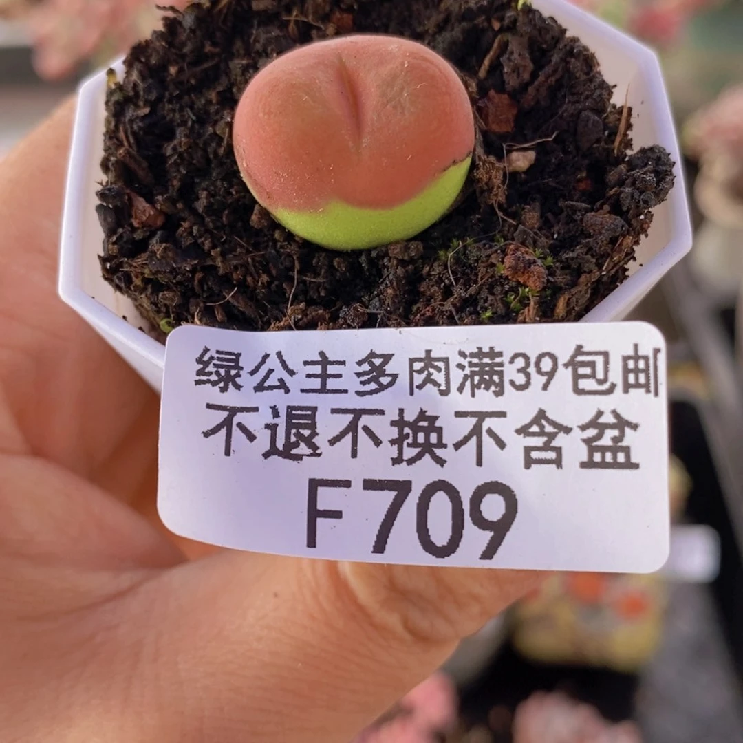 生石花2cm709多肉植物