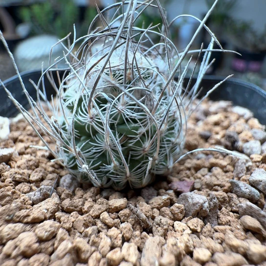 无花朵实生长刺迪克森