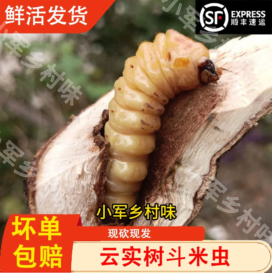 【小军乡村】混合装斗米虫天午幼虫浙江老母虫鲜活可食用饵昆虫