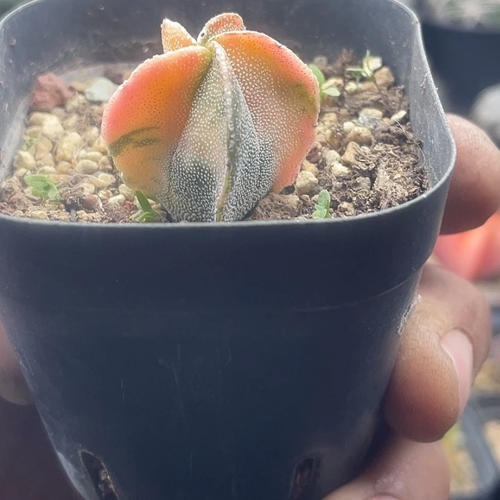 实生银沙鸾凤玉锦福利