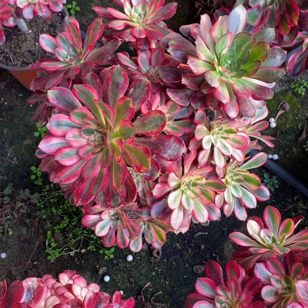 39号花蝴蝶多肉1颗