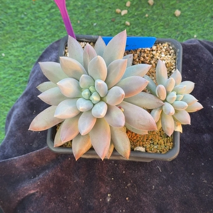 多肉植物哥特群476