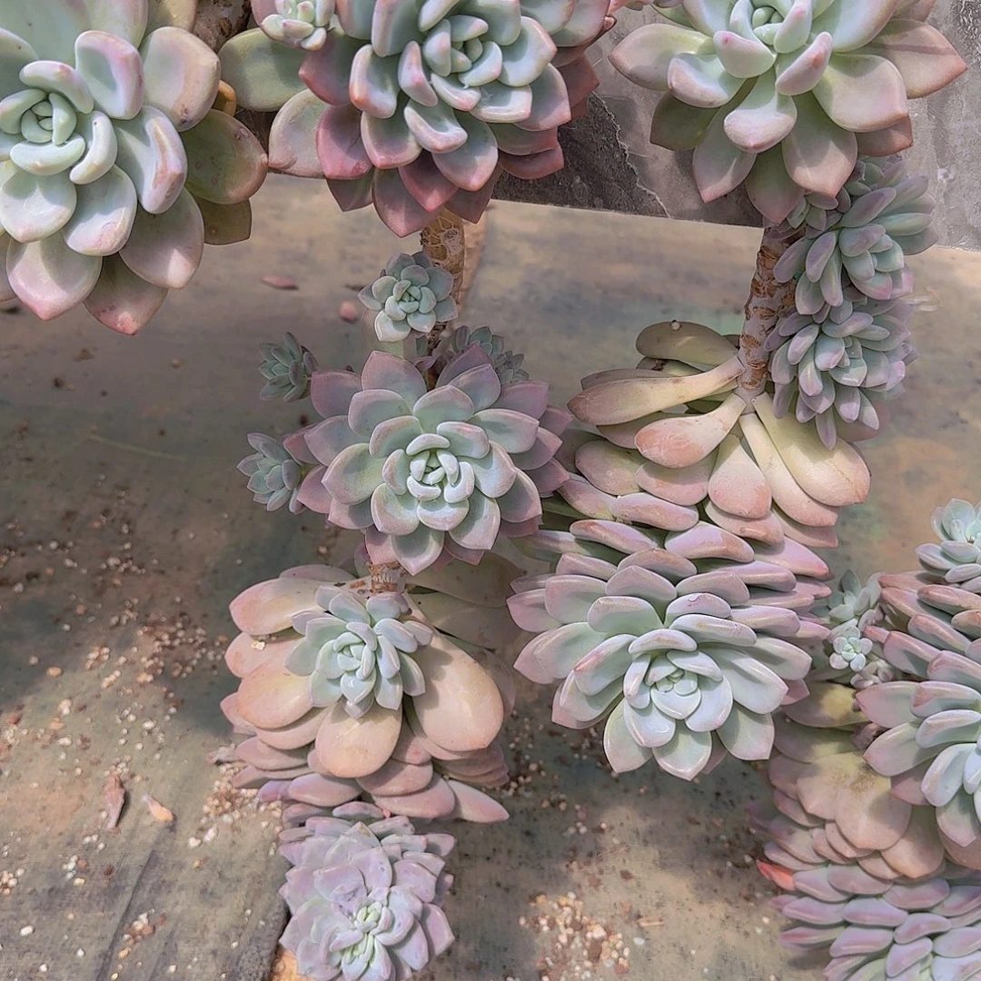 火***鸟2035奥普多肉植物