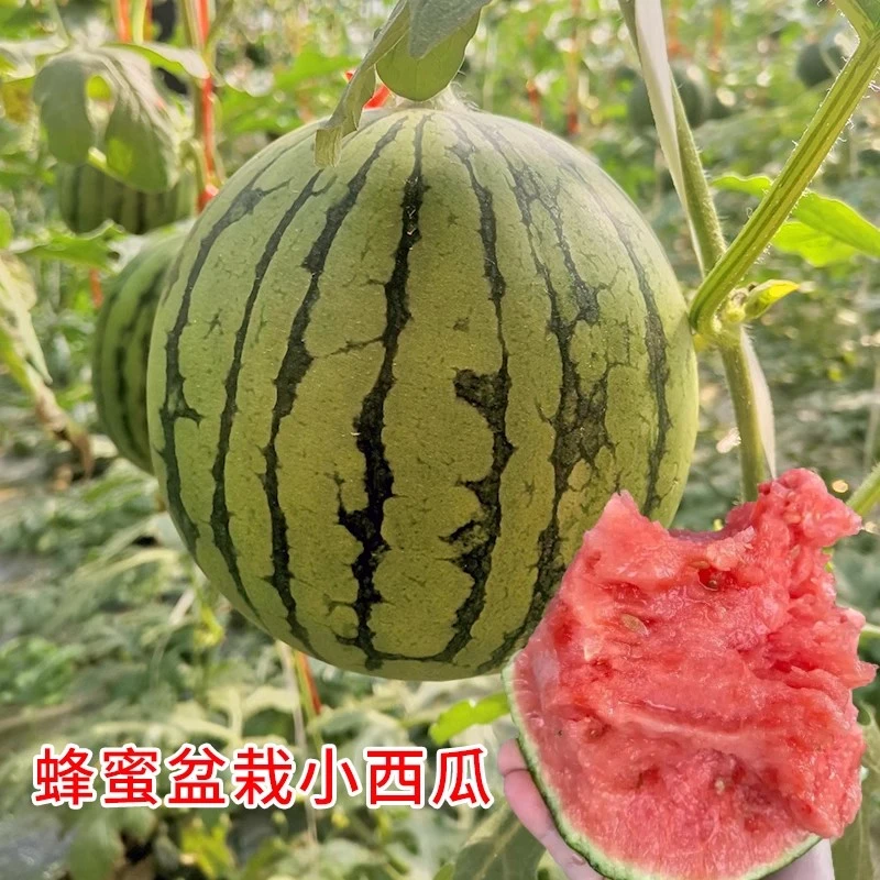 【满五包包邮】蜂蜜盆栽小西瓜种子 农田菜园水果皮薄高糖西瓜籽