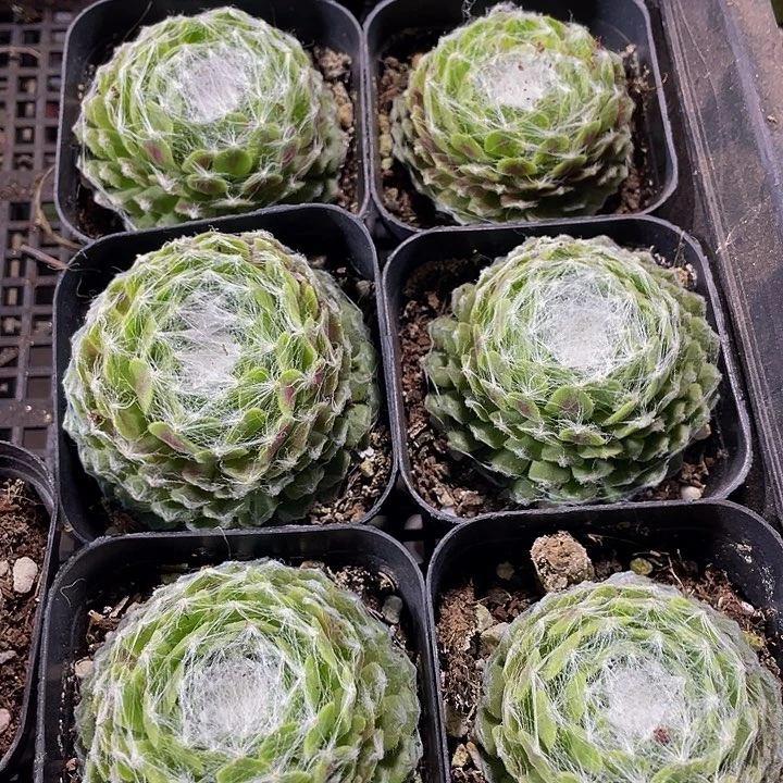 猪丝卷卷带盆土发