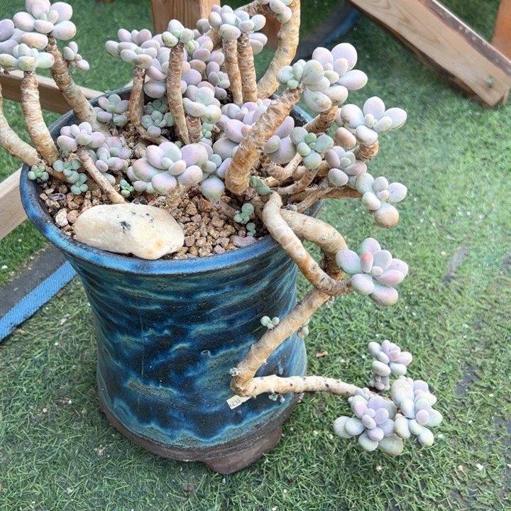 魔***灵特价多肉花盆百搭