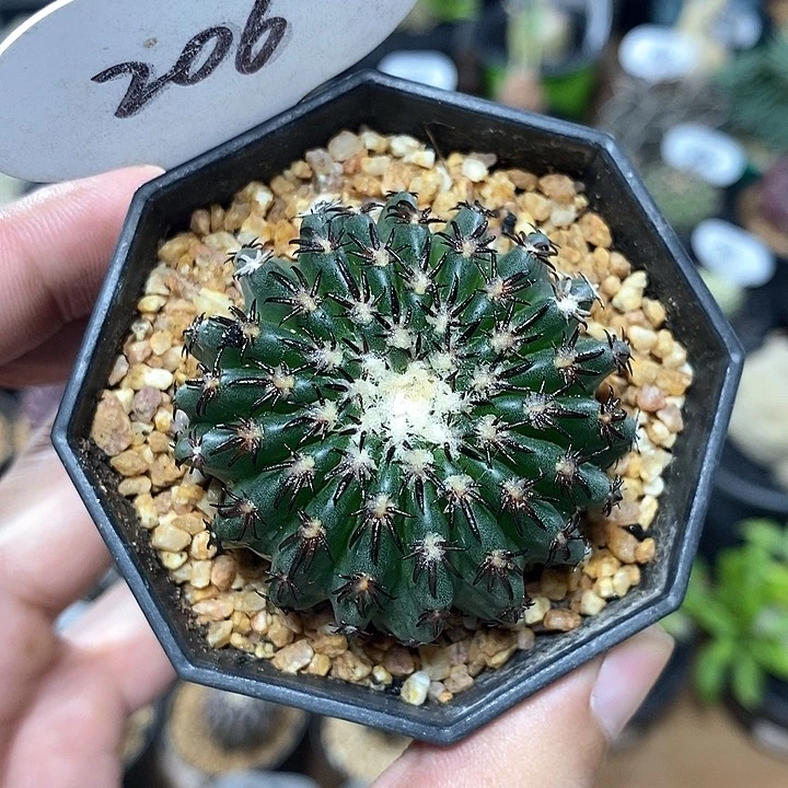 实生奇特球206号4.8cm