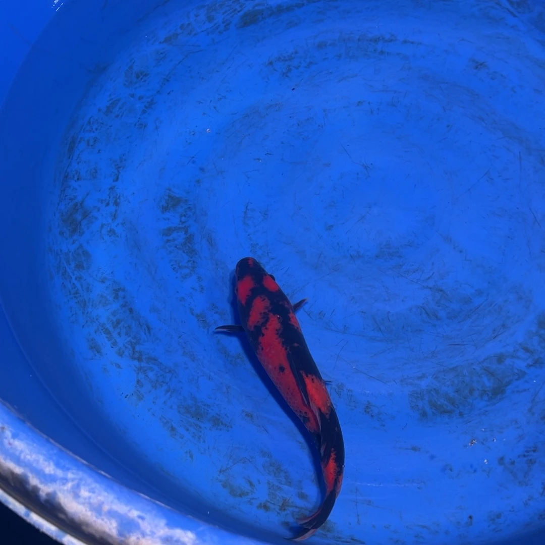 再***钟锦鲤锦鲤观赏鱼1111