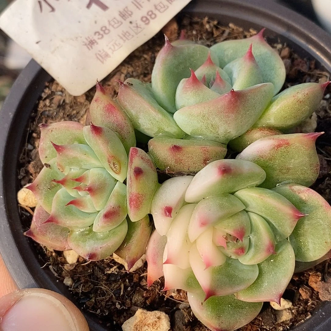 137吉娃娃锦 小方花圃一物一拍