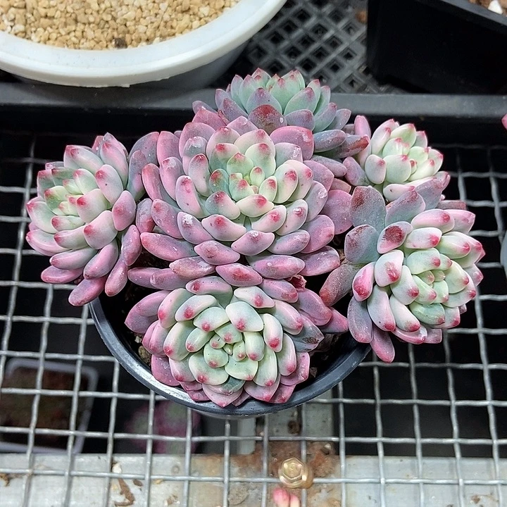 蓝苹果锦多肉植物