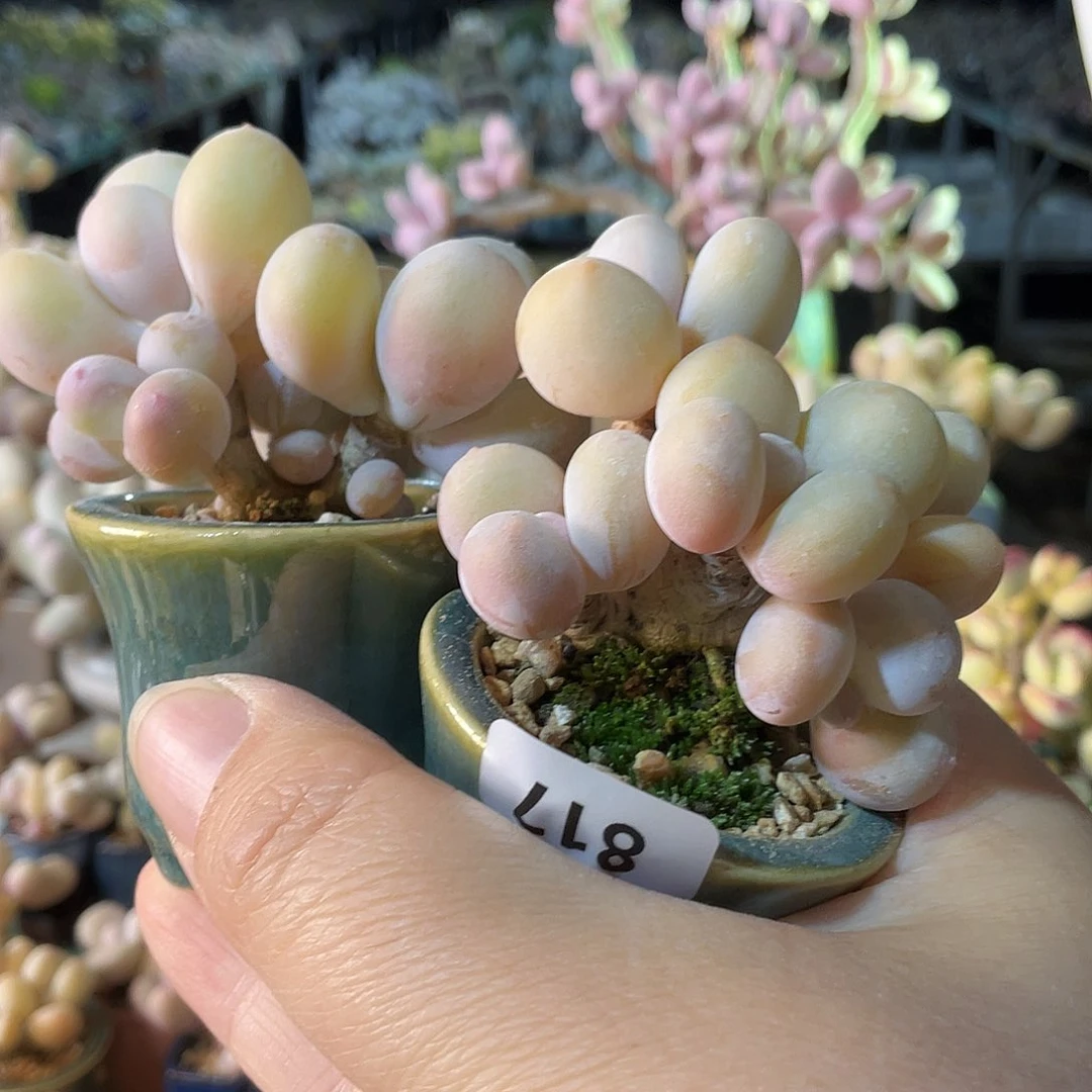 小***?多肉植物的生长发育与生长发育的