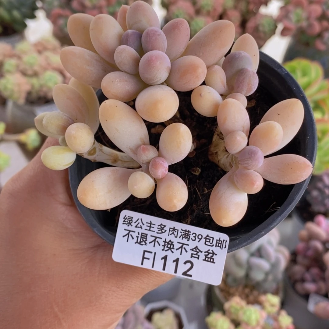 香水手指奶酪中8cm113多肉植物