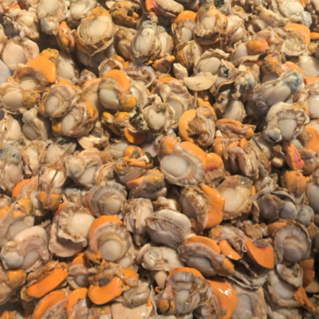 大连栉孔贝肉四斤，速冻发货顺丰包邮