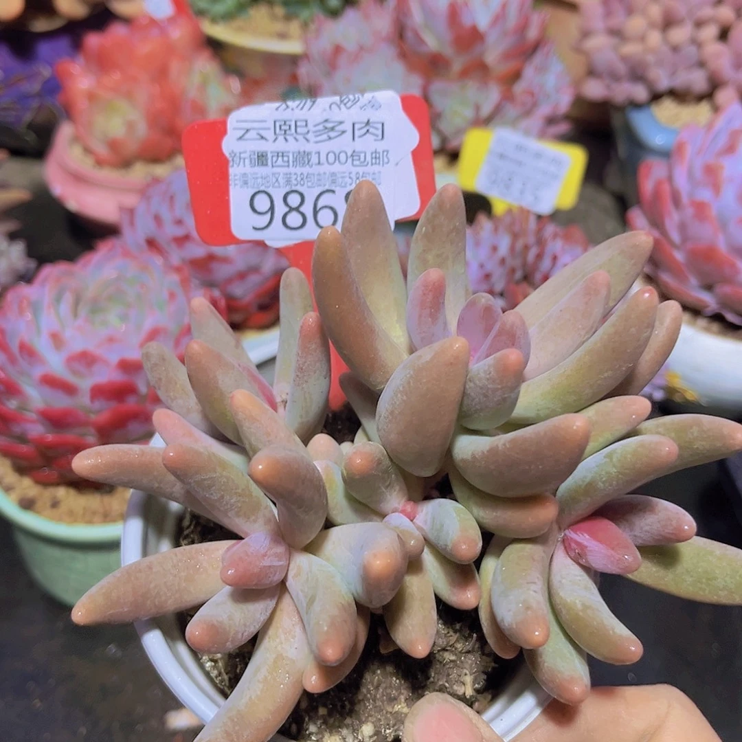 9868红手指多肉植物