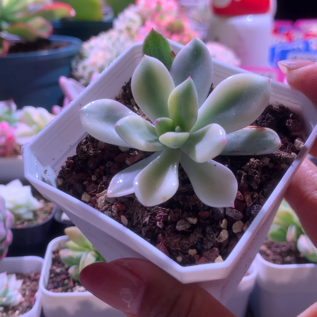 桃夭夭覆轮锦有根