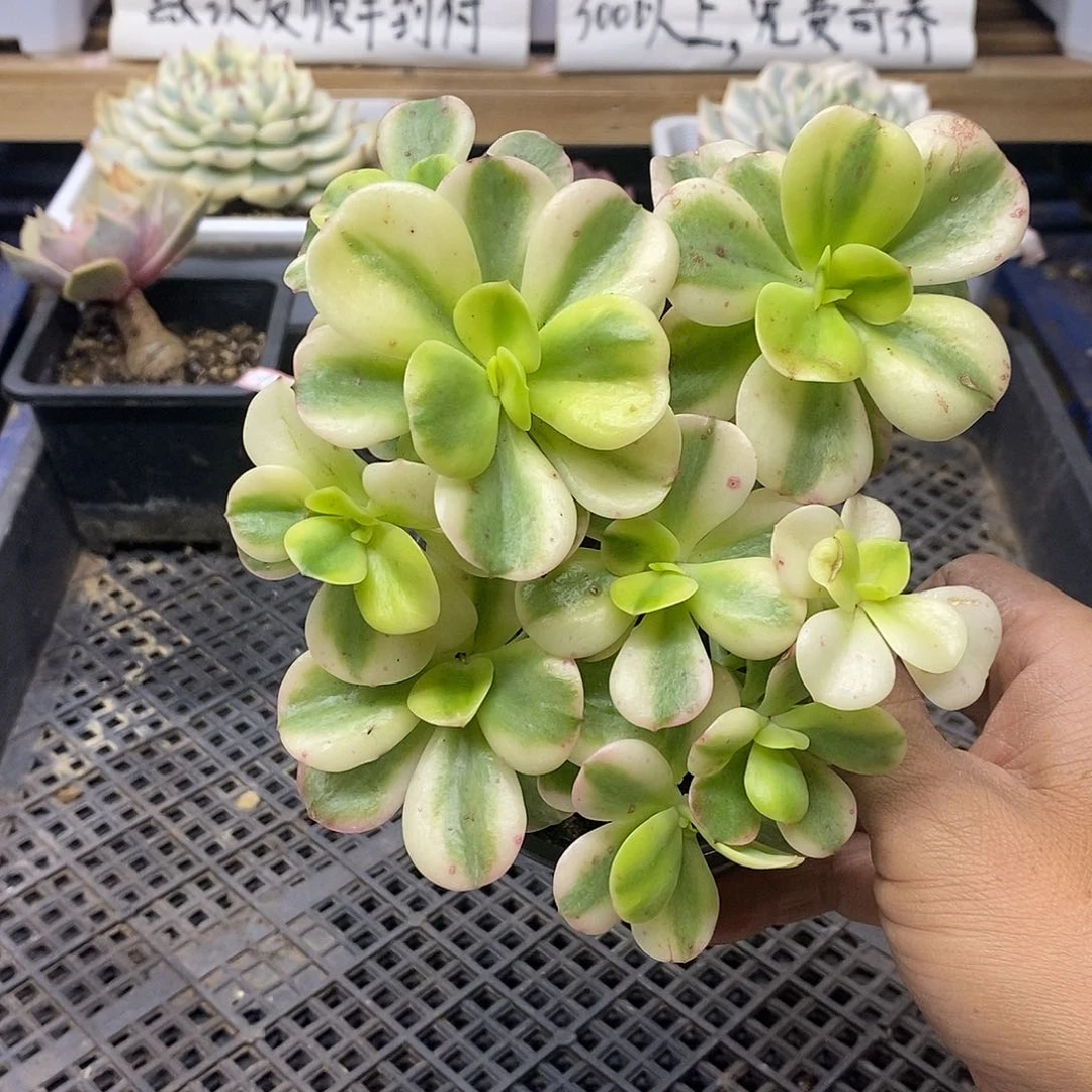 1593 红梅覆轮锦 9 头群有砍