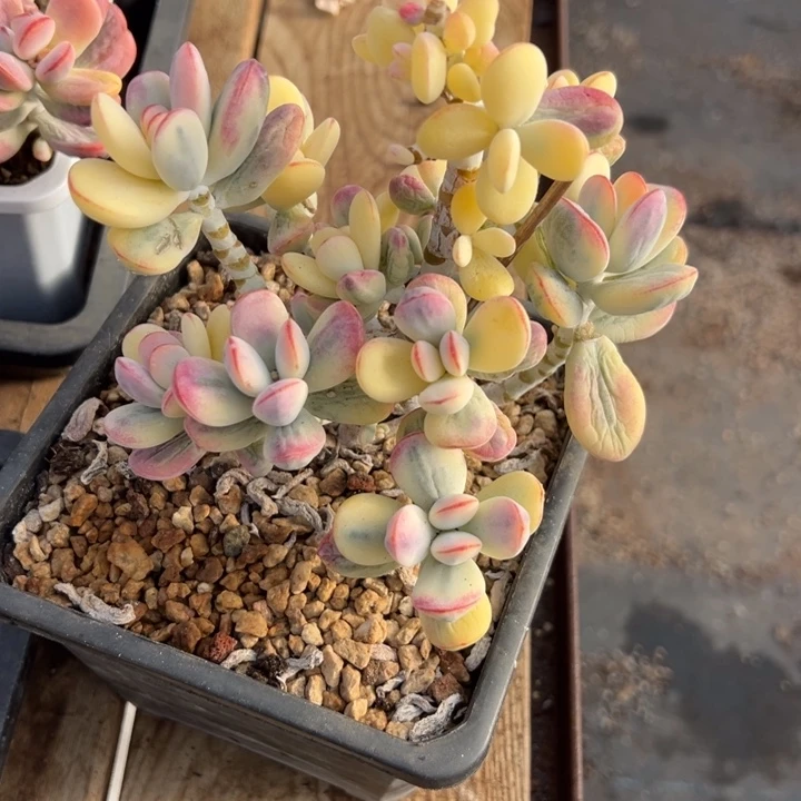 ～***～无花朵哈哈哈哈哈哈