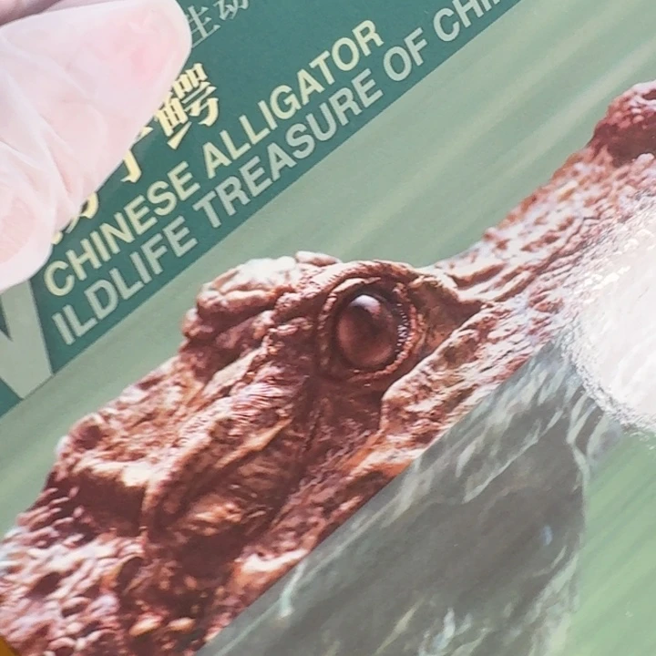 其他普通金属扬子鳄卡册福利款