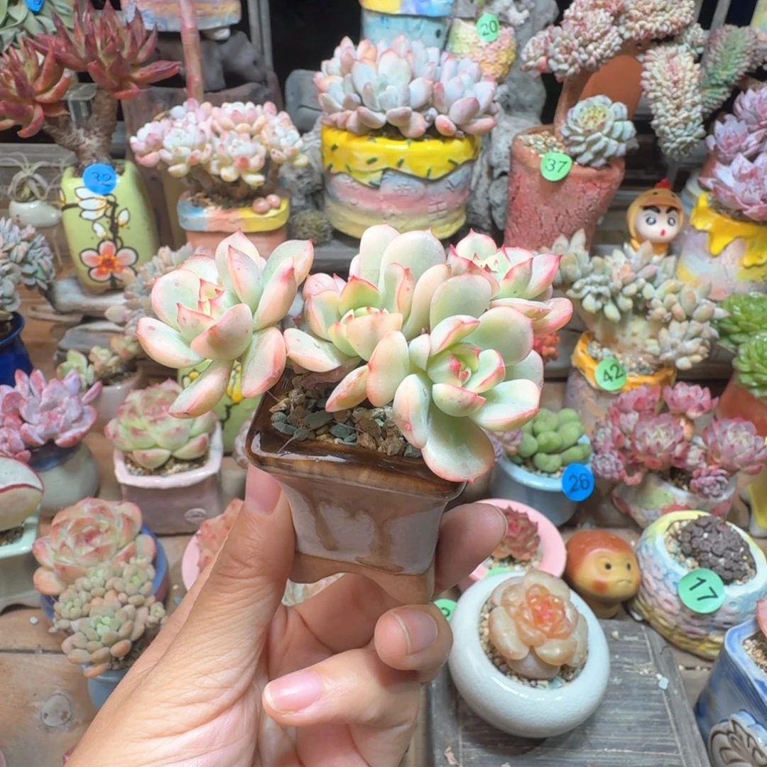 锦 多肉含盆土 一物一拍