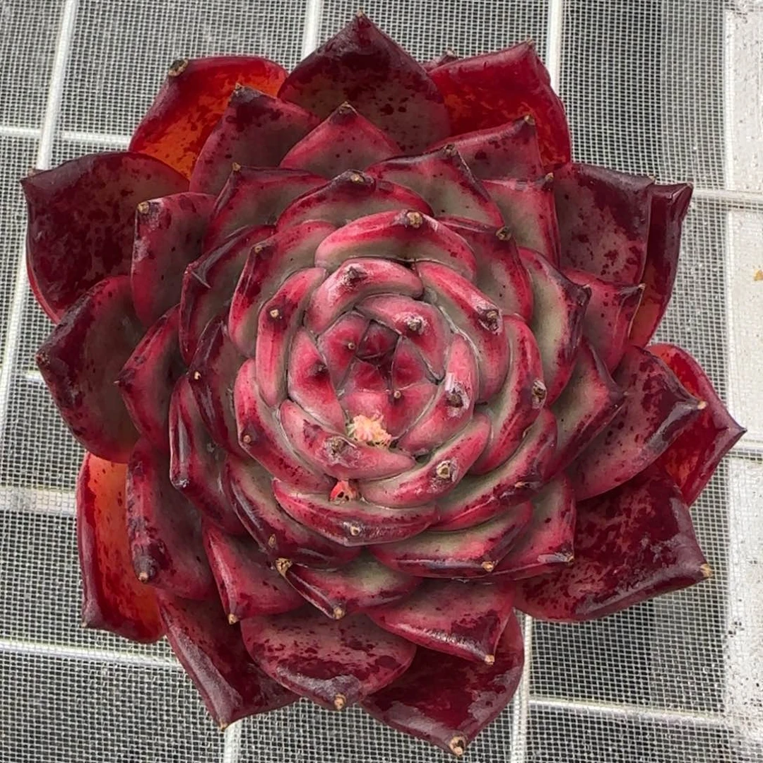 从前慢花园精选多肉红拉糖