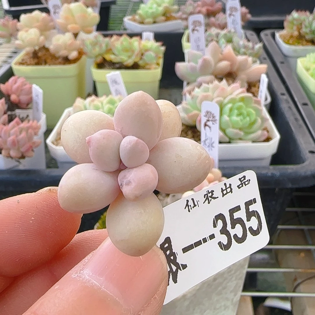 桃白白，355、仙农出品