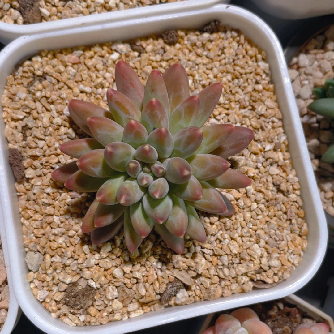 若***柒啊啊啊啊啊啊啊太好哭