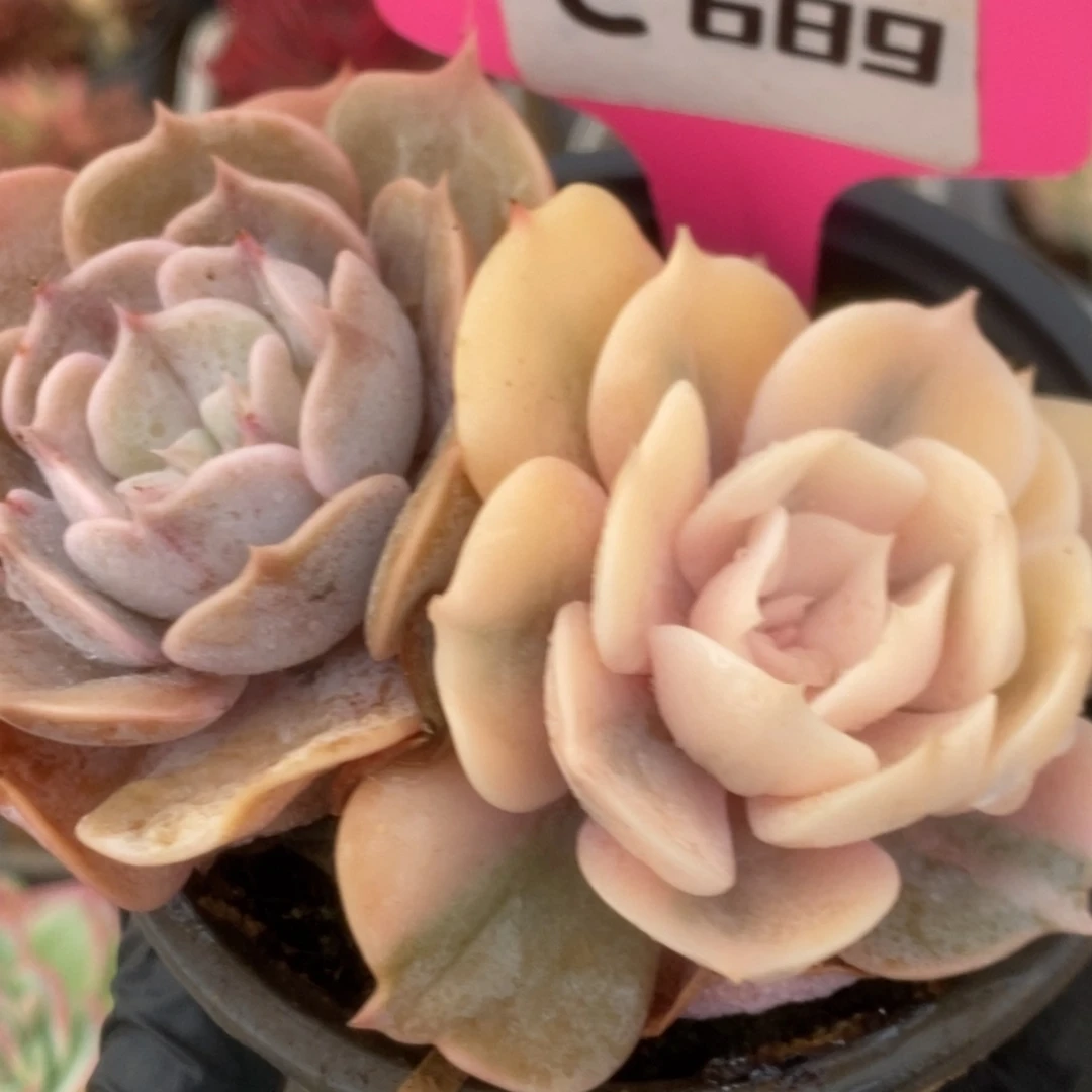 689双子座锦锦锦锦锦