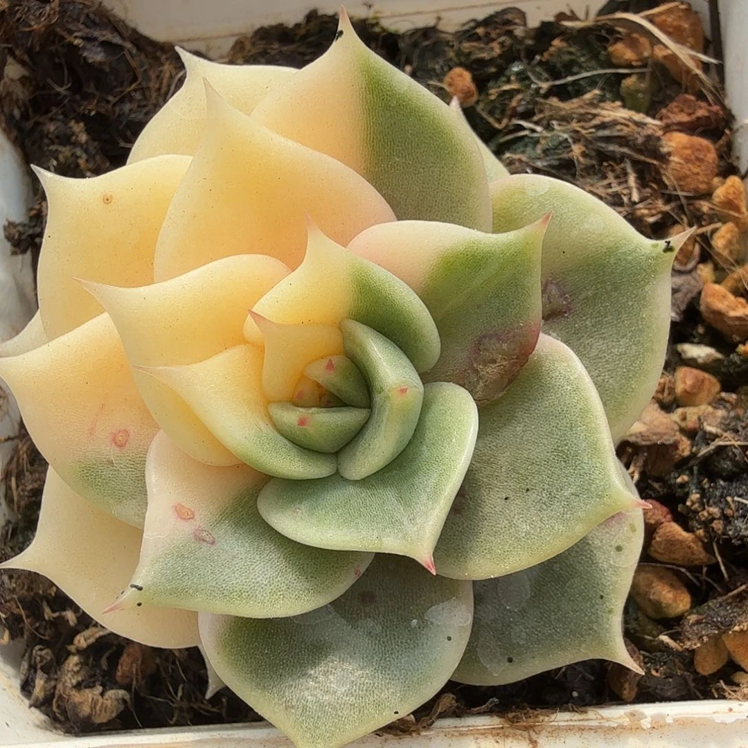 贝加尔湖锦，有晒斑
