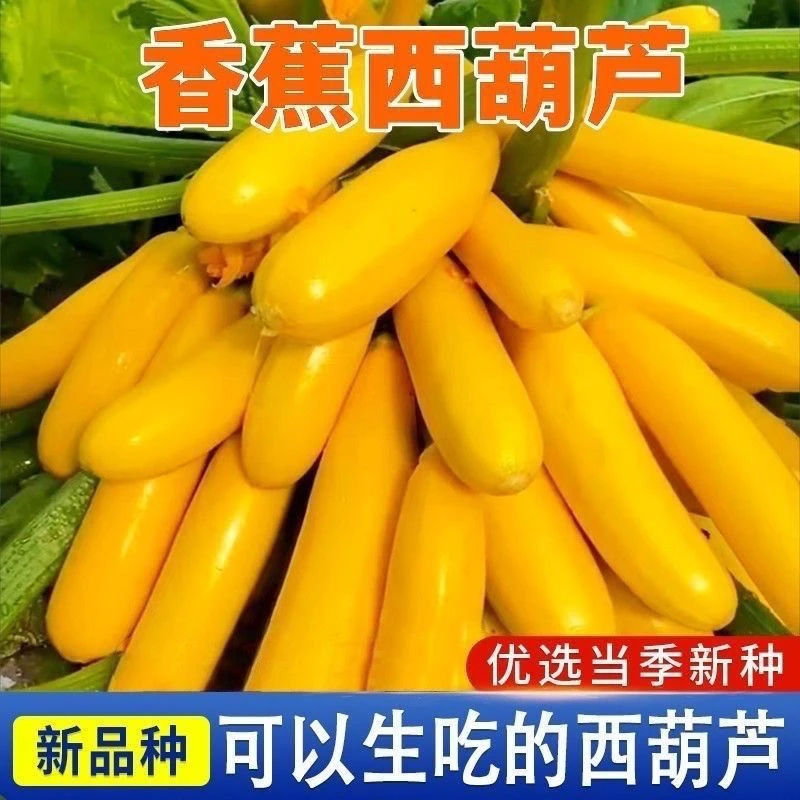 ❇香蕉西葫芦种子营养好吃阳台盆栽黄金西葫芦种子大全四季蔬菜种